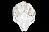 Beautiful, Oreodont (Leptauchenia) Skull #77820-4